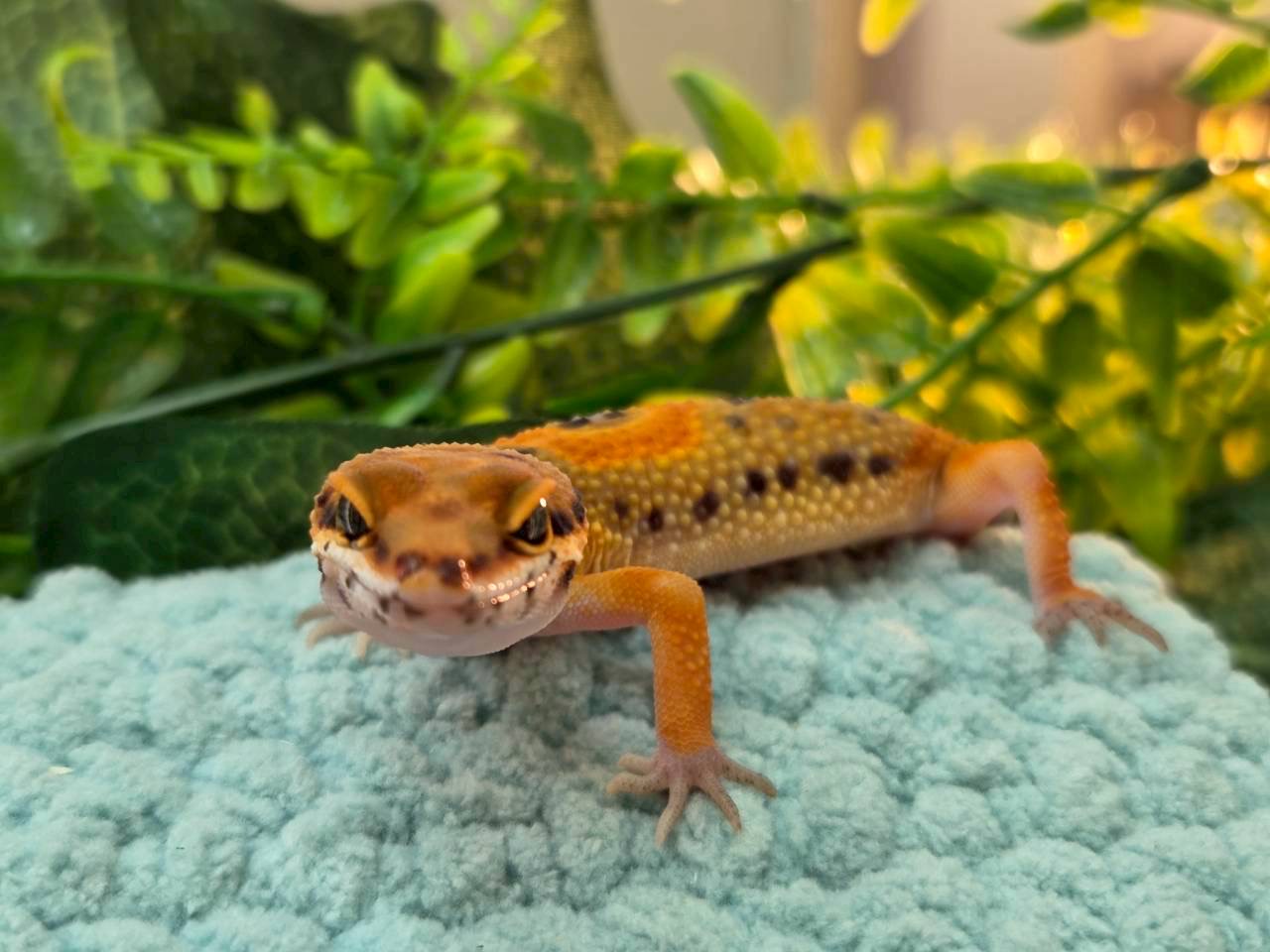 ブラッドクロスタンジェリン