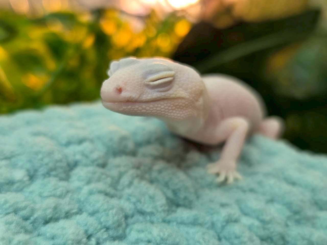 ラキビノhetズールー