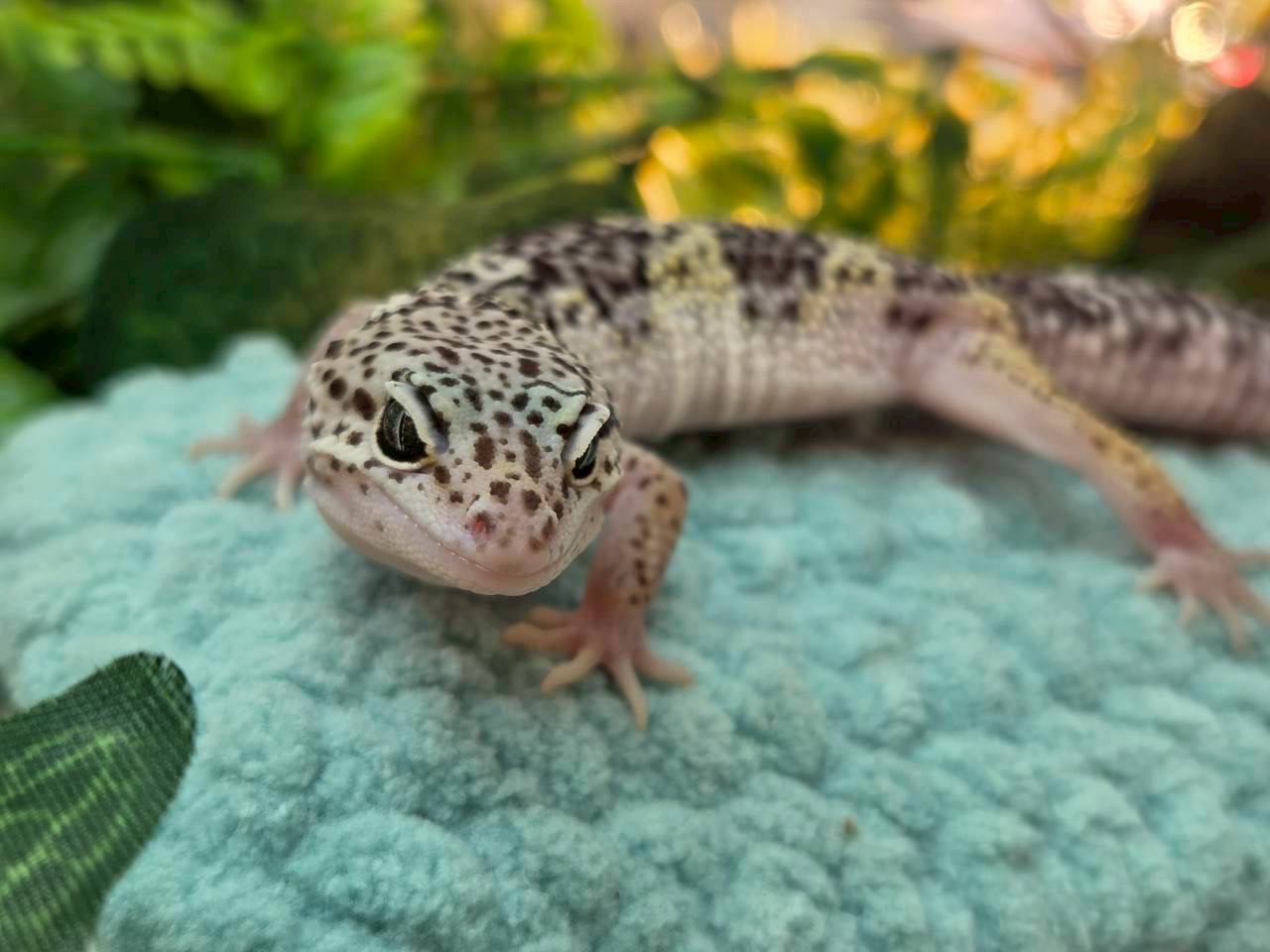 スノーエクリプス