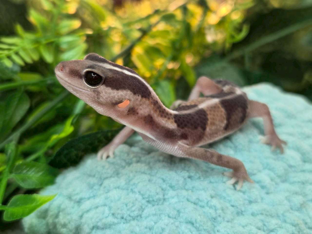 ノーマルhetゴースト　　phオレオパターンレス