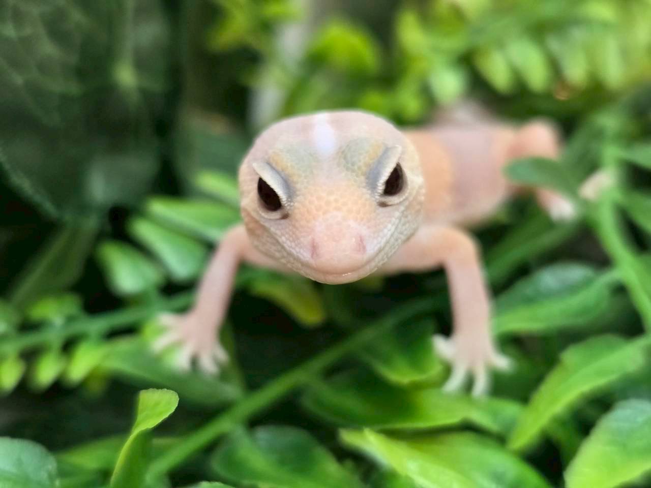 アメルhetキャラメルズールー