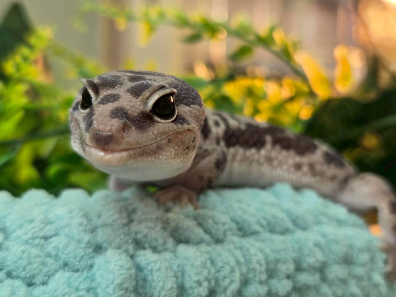 ホワイトアウトオレオ