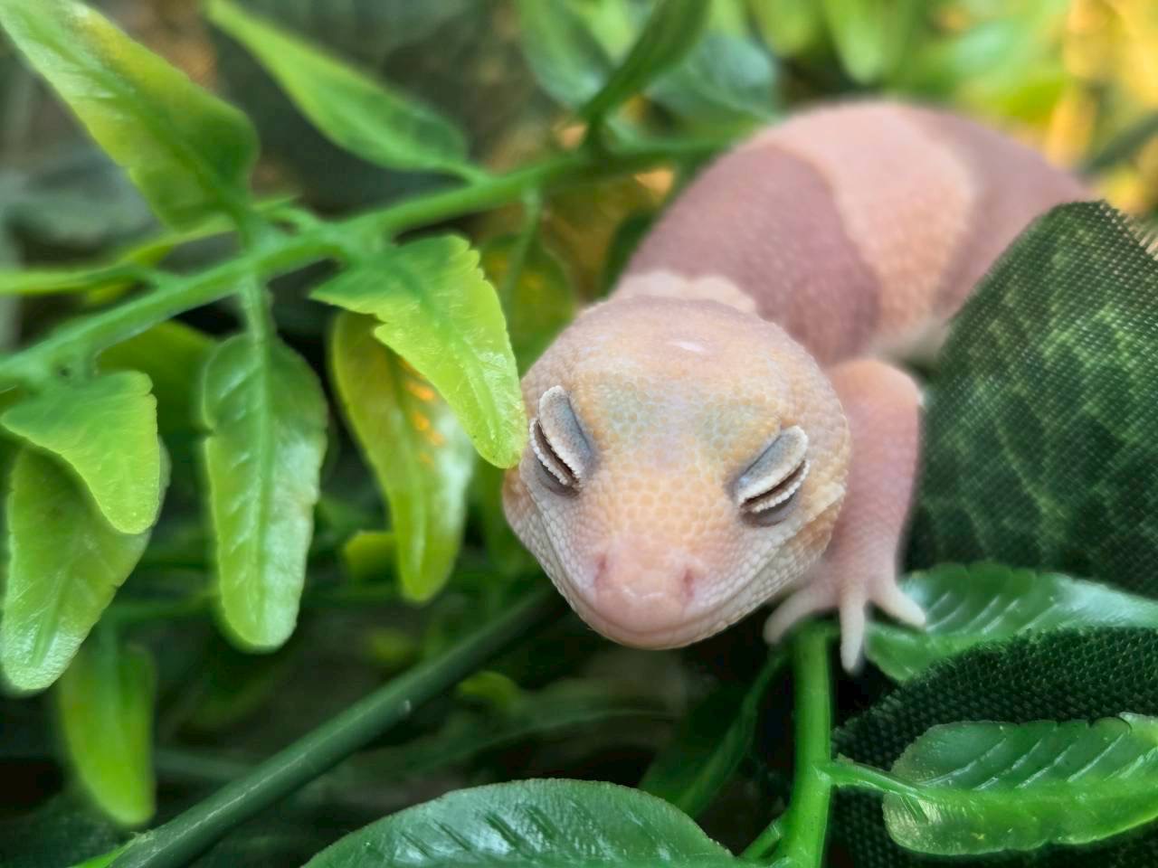 アメルhetキャラメルオレオ