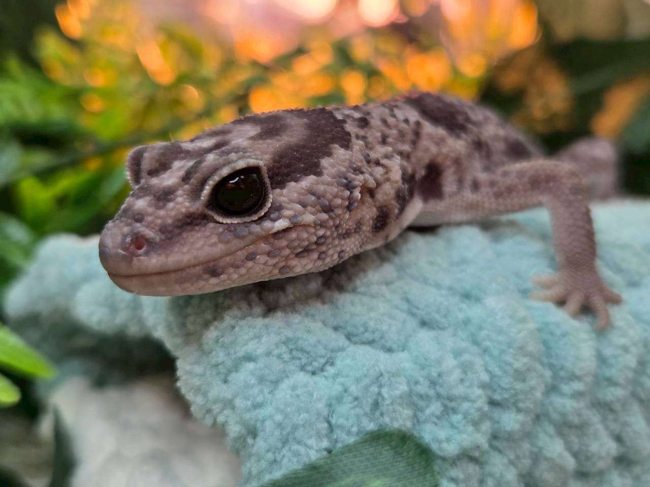 ホワイトアウトオレオhetパターンレス