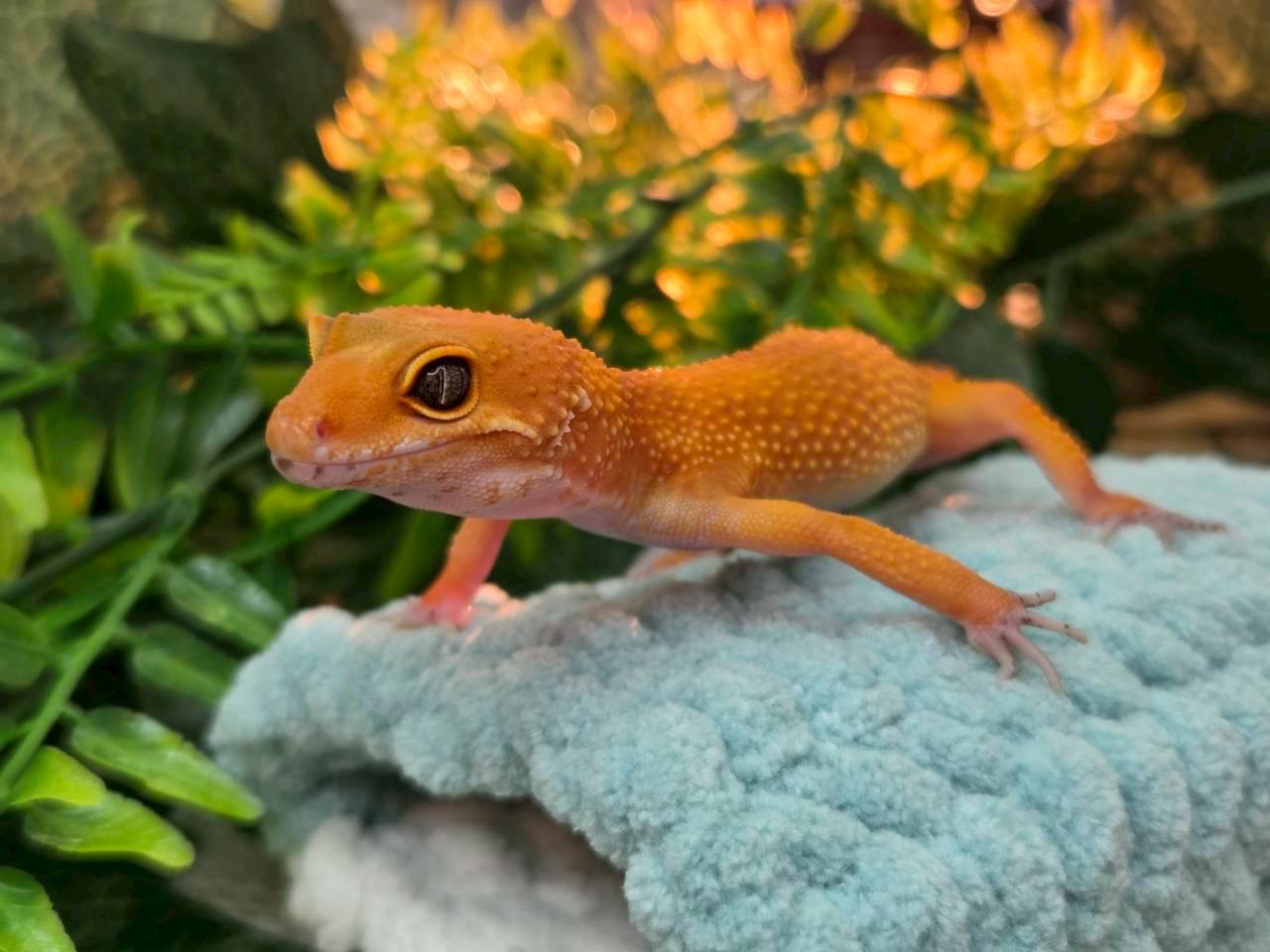 タンジェリンphトレンパー