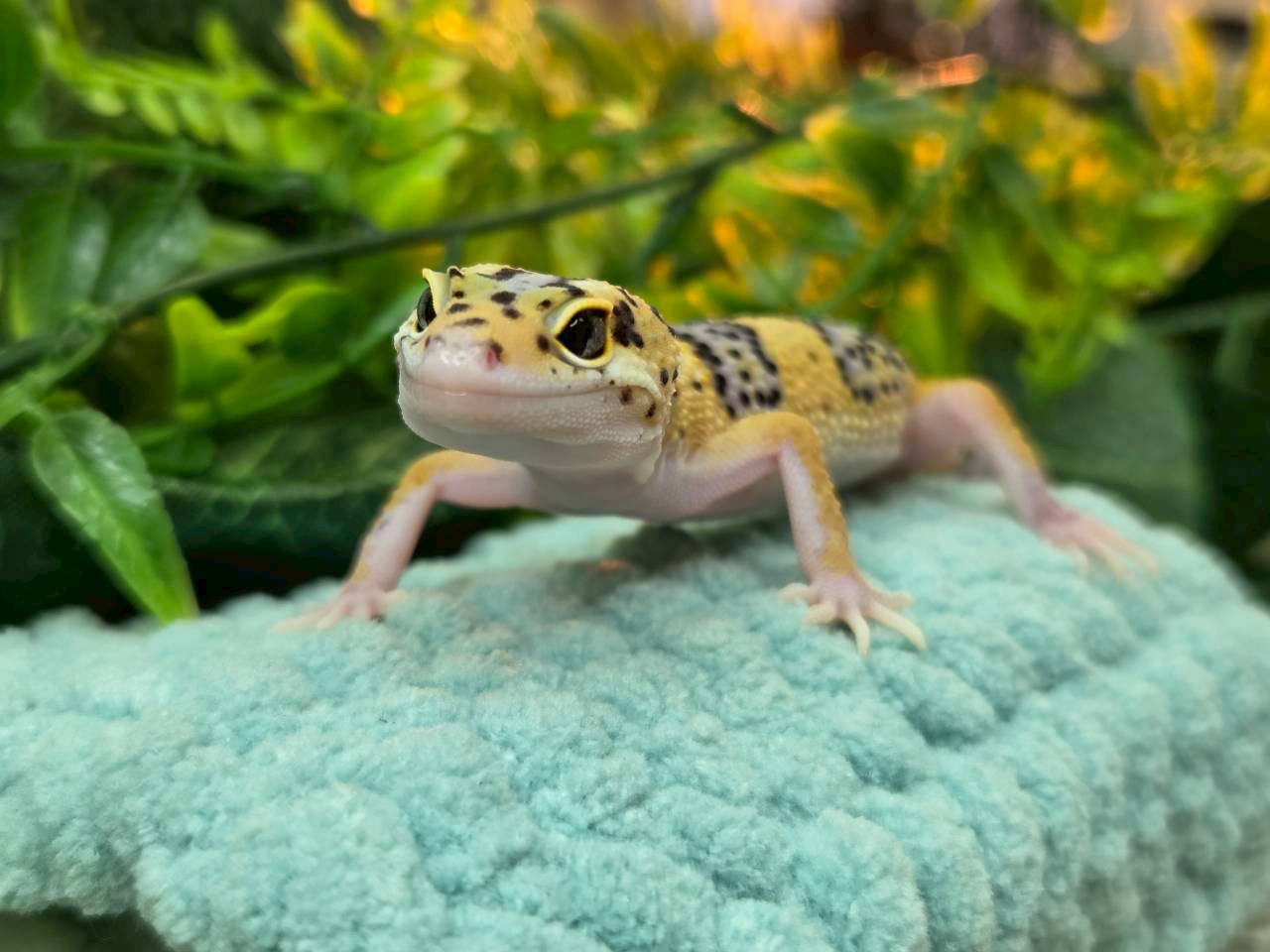 スノーラプター