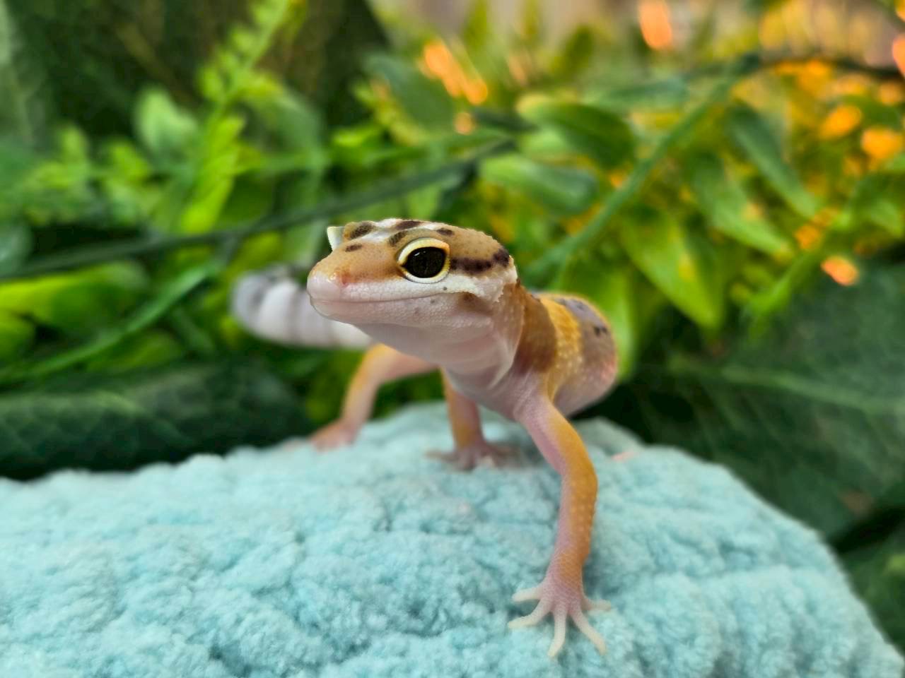 タンジェリンhetトレンパー