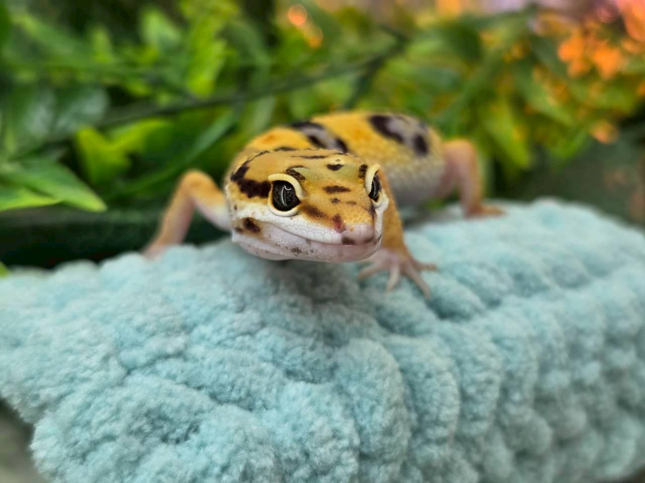 タンジェリンジャングル