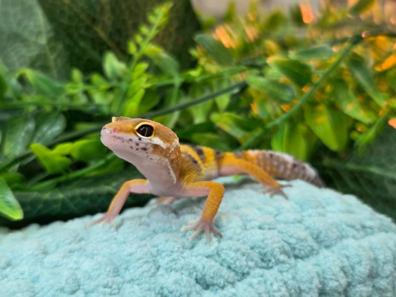 スノーエクリプス