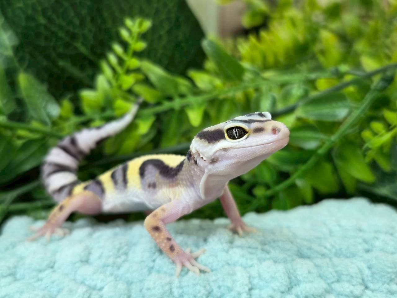 ボールドhetトレンパー