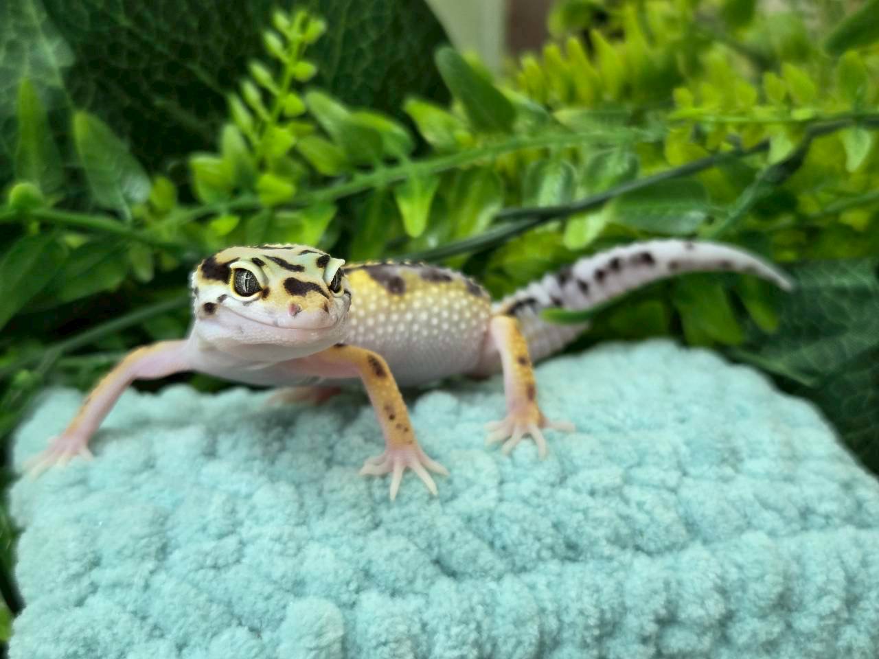 ボールドhetトレンパー