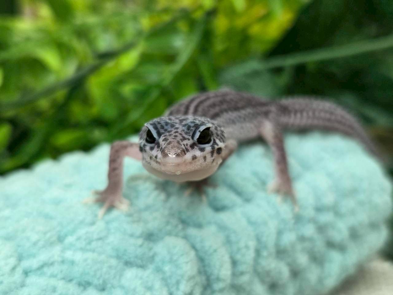 ブラックナイトクロス