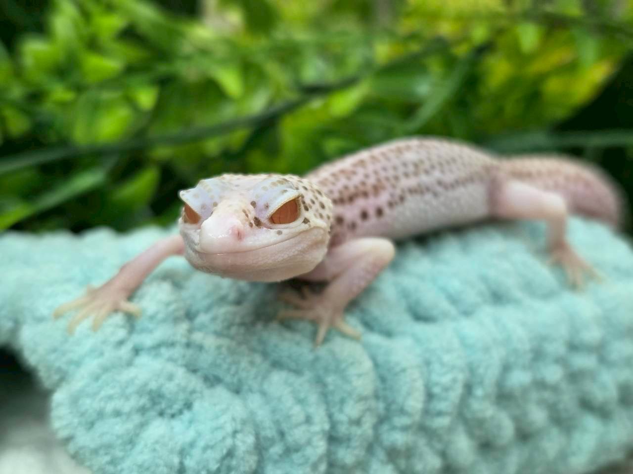 スーパースノーベル