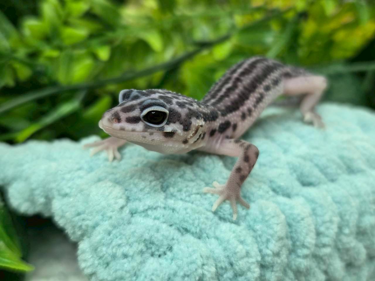 ブラックナイトクロス