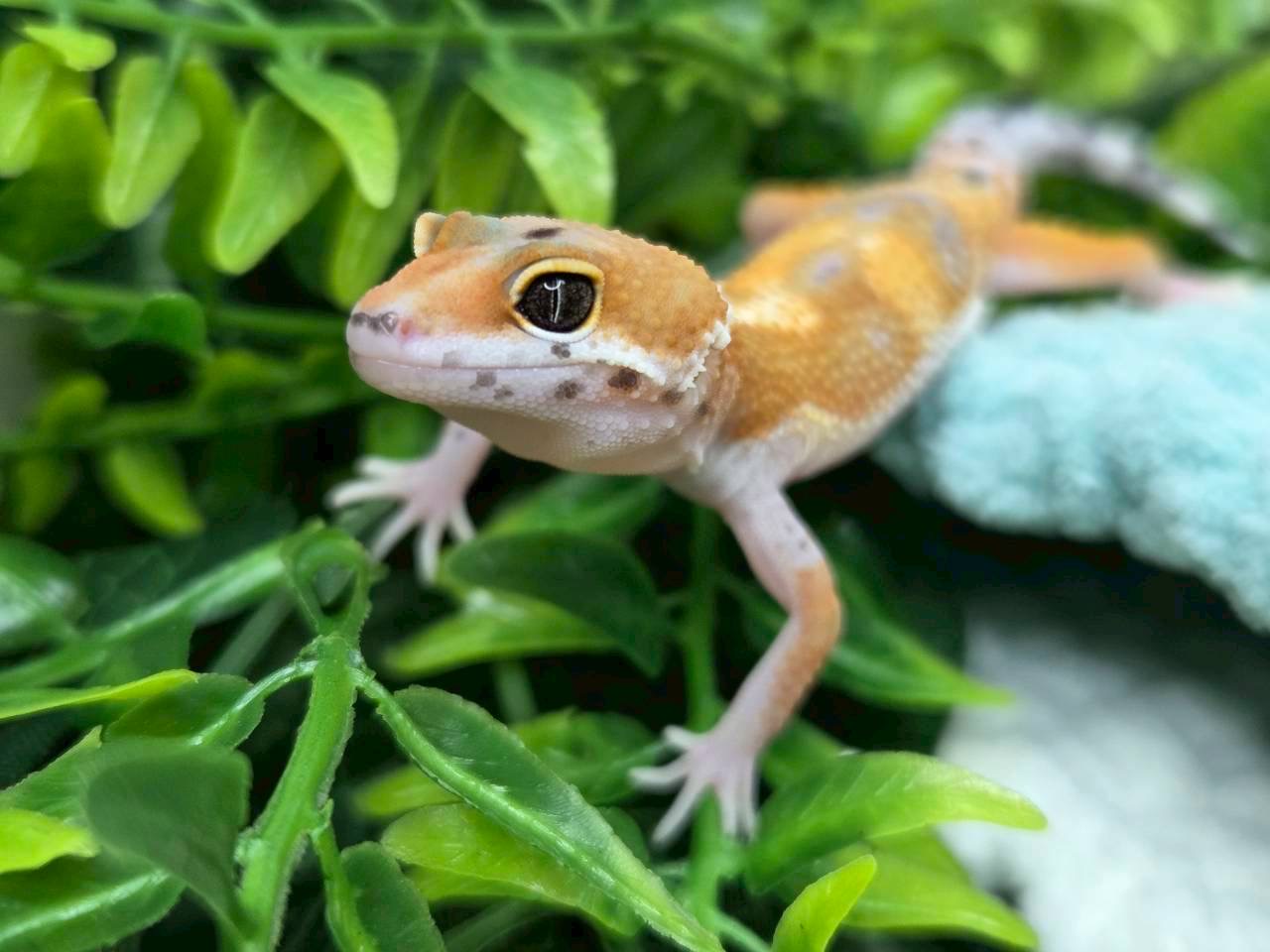 タンジェリンhetラプター