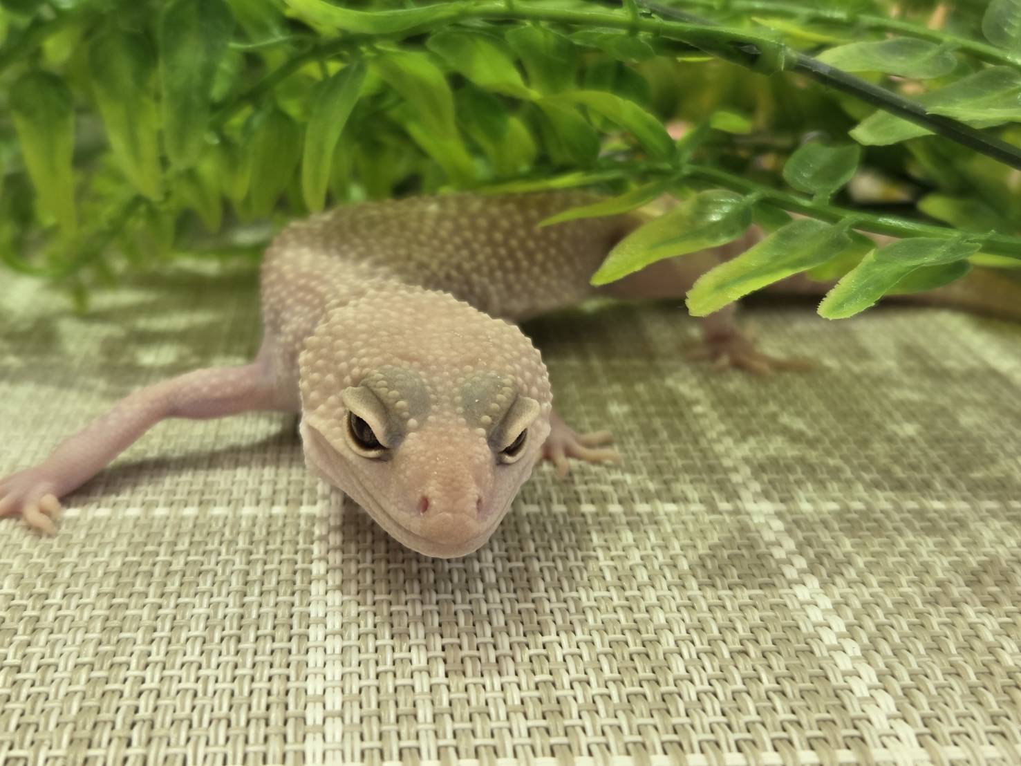 スノーブレイジングブリザード