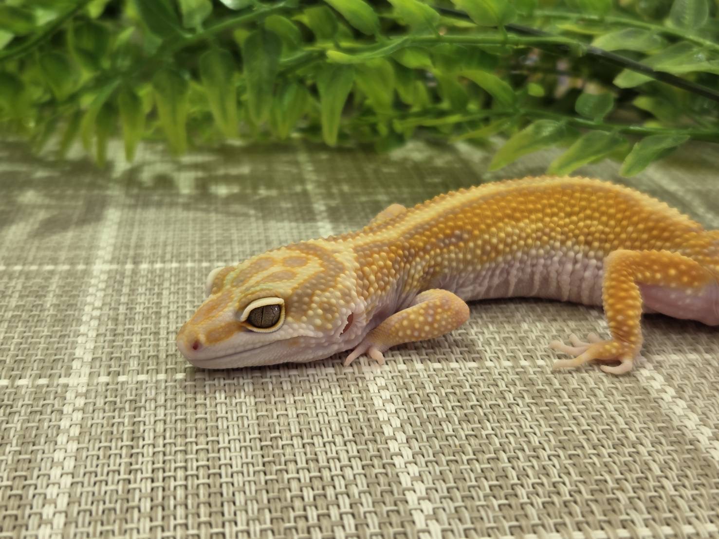 レイニングレッドストライプ