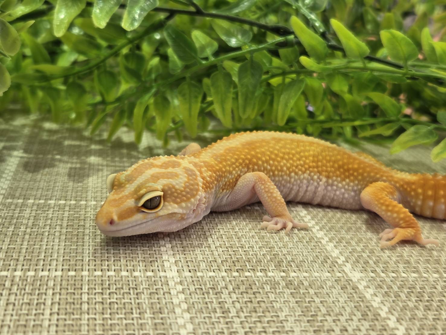 レイニングレッドストライプ