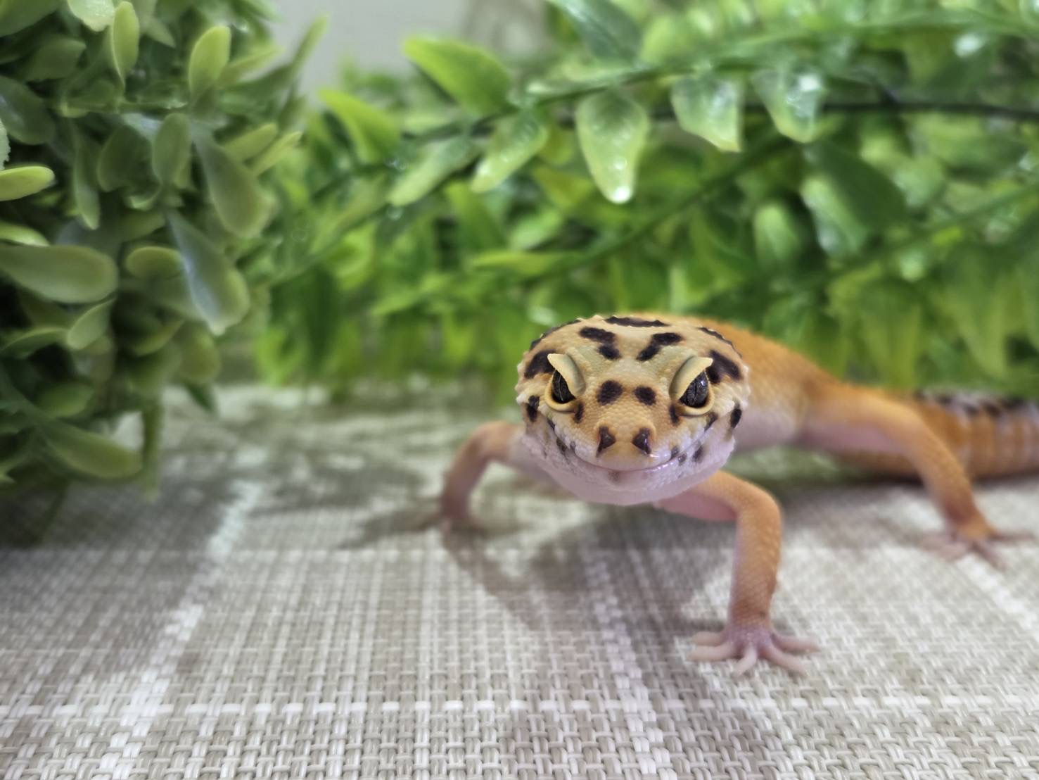 W＆Yタンジェリンhetトレンパー