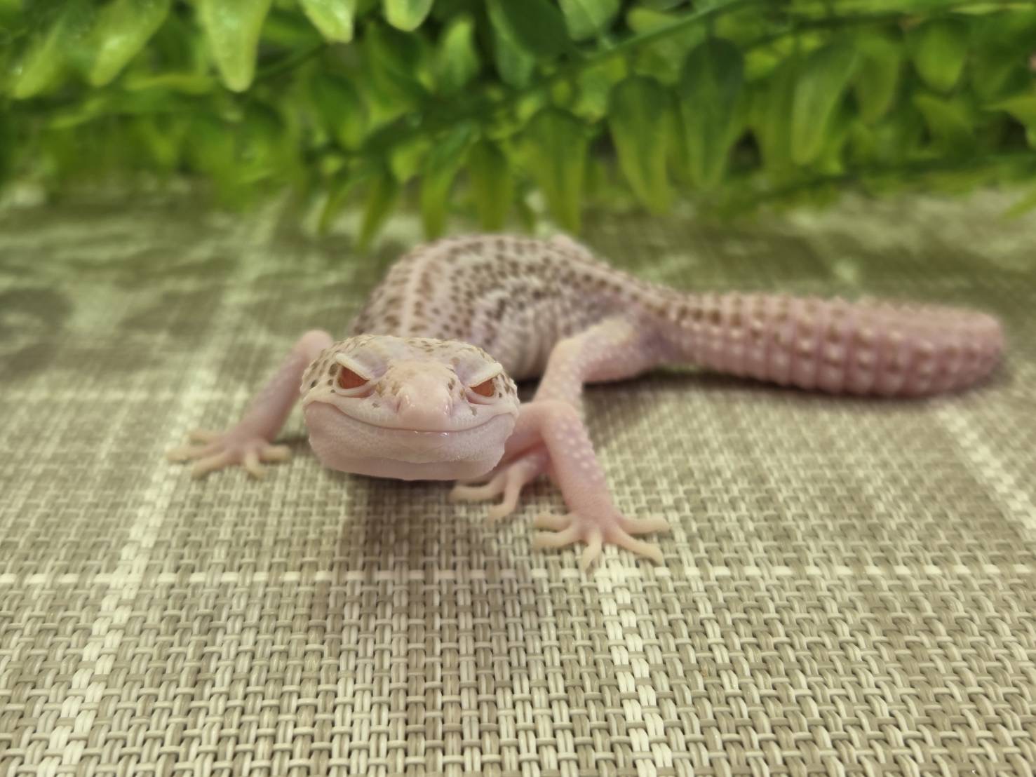 スーパーレーダー