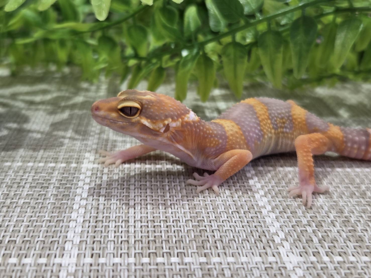 タンジェリントレンパー