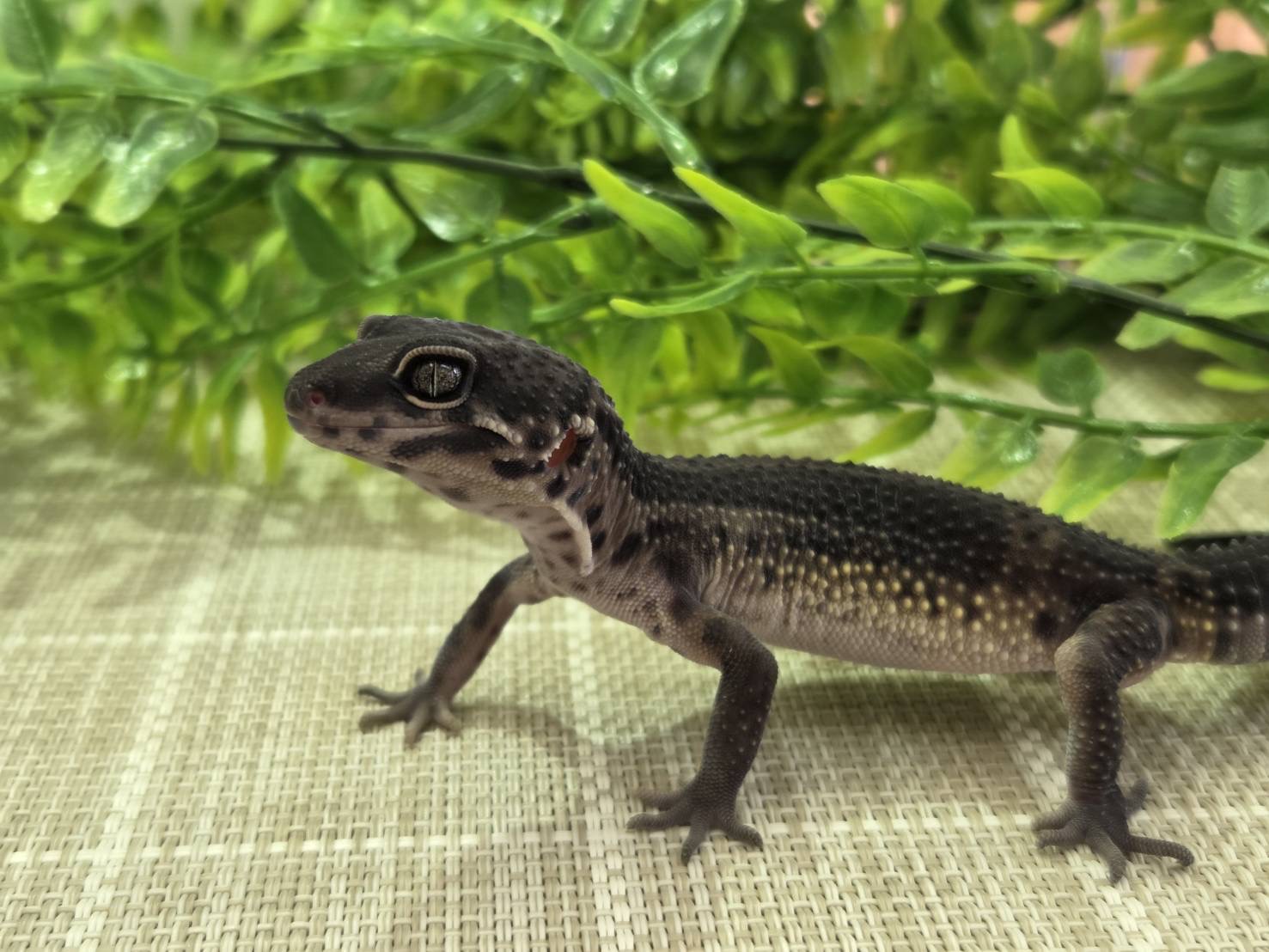 ブラックナイト