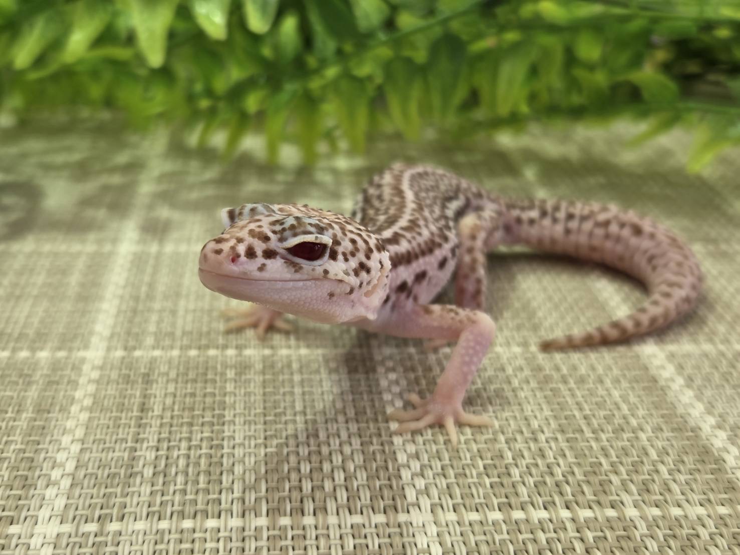 スーパースノーベル