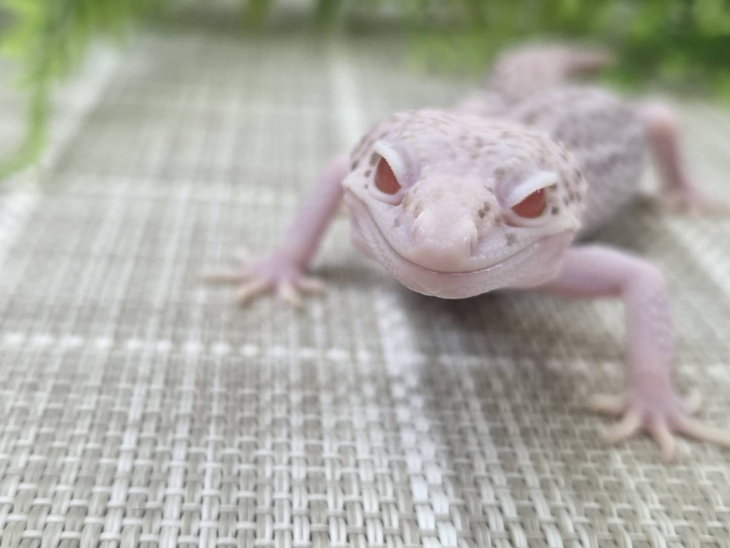 スーパーレーダー