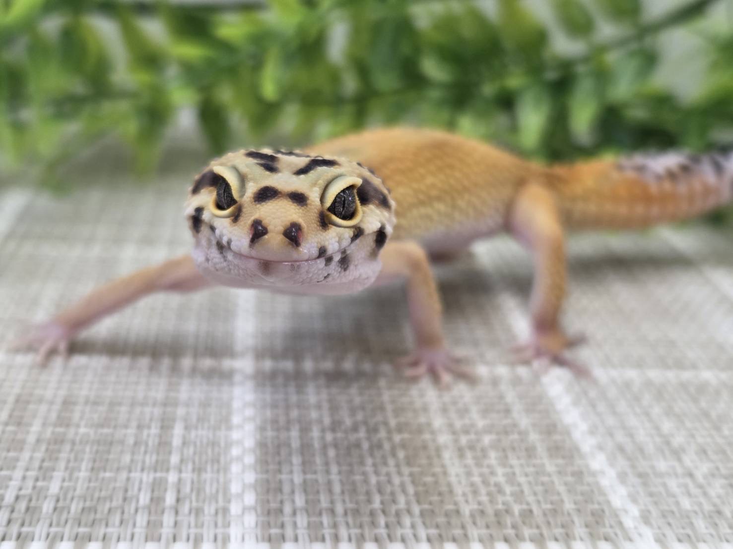 W＆Yタンジェリンhetトレンパー