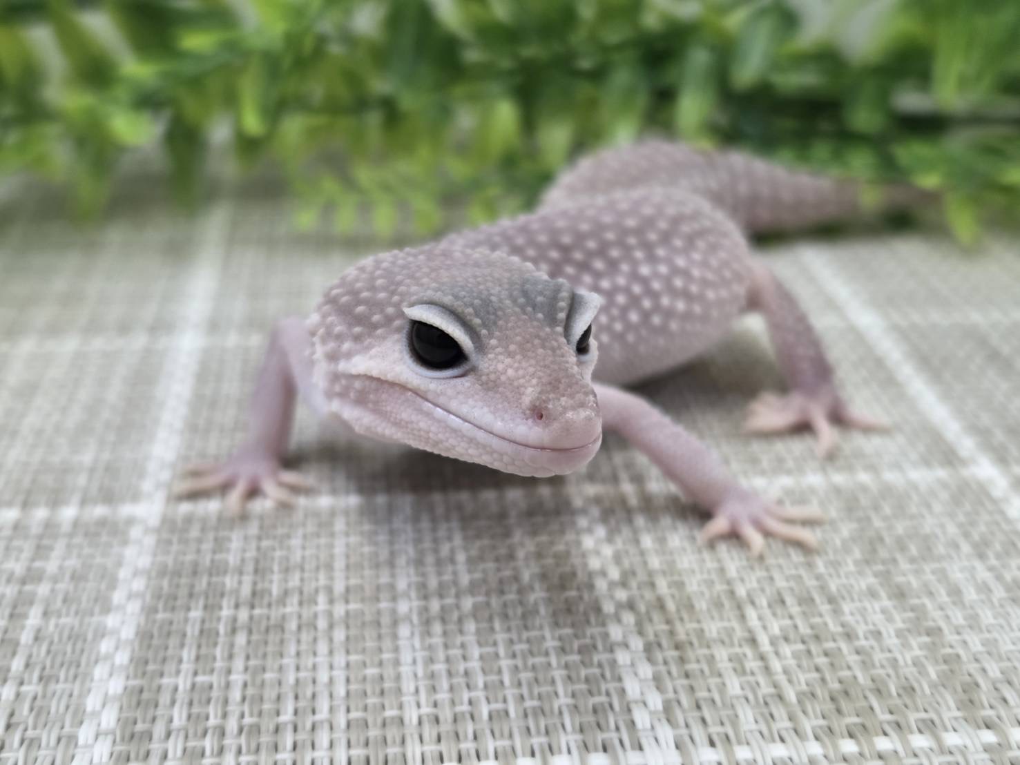 スーパープラチナ