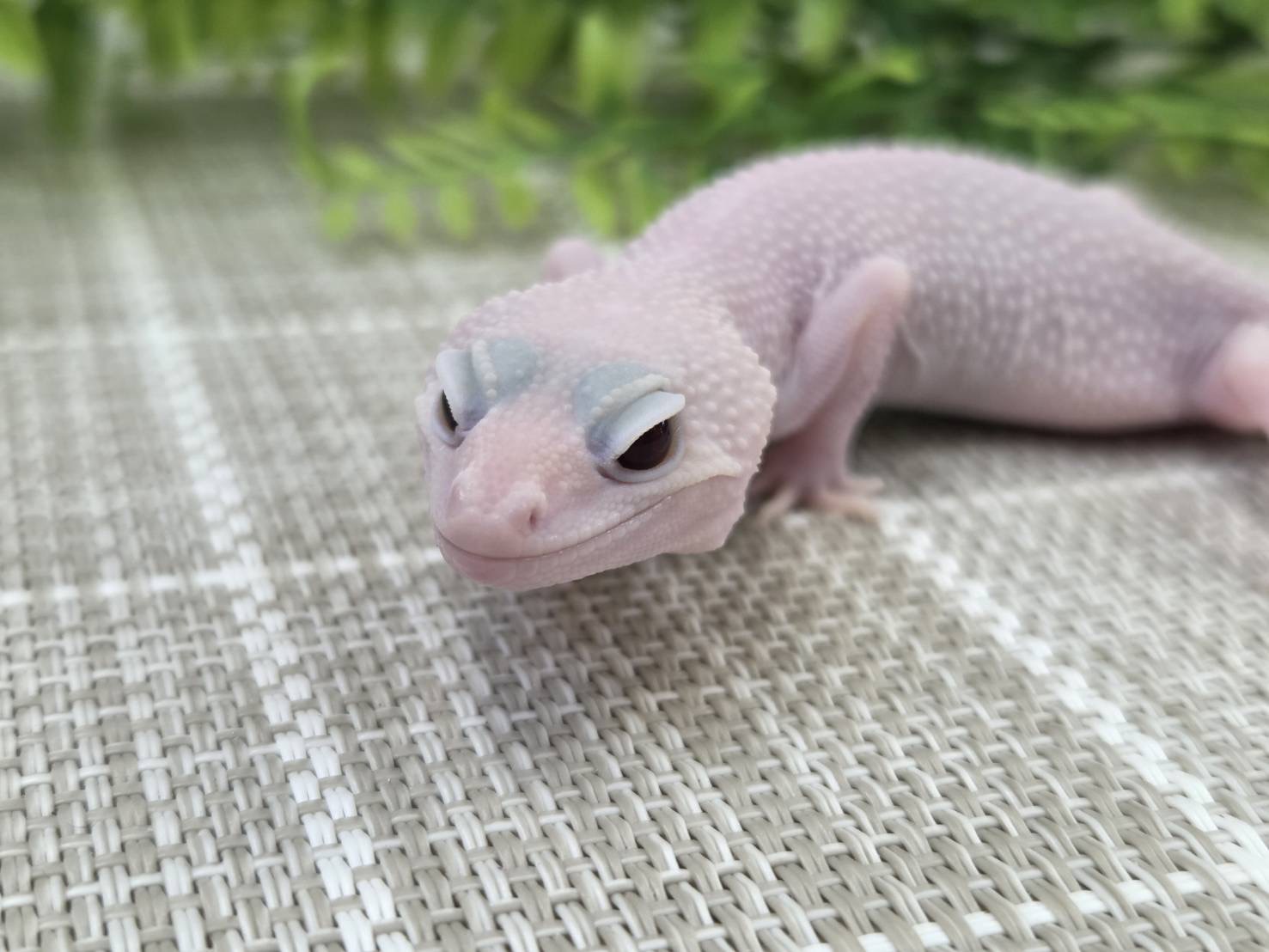 スーパーラプター