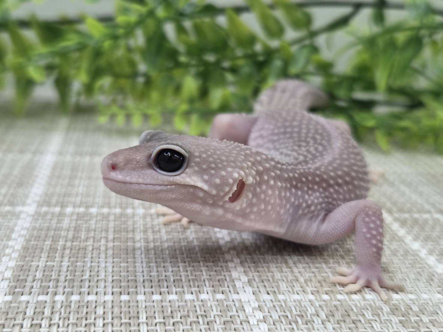 スーパープラチナ