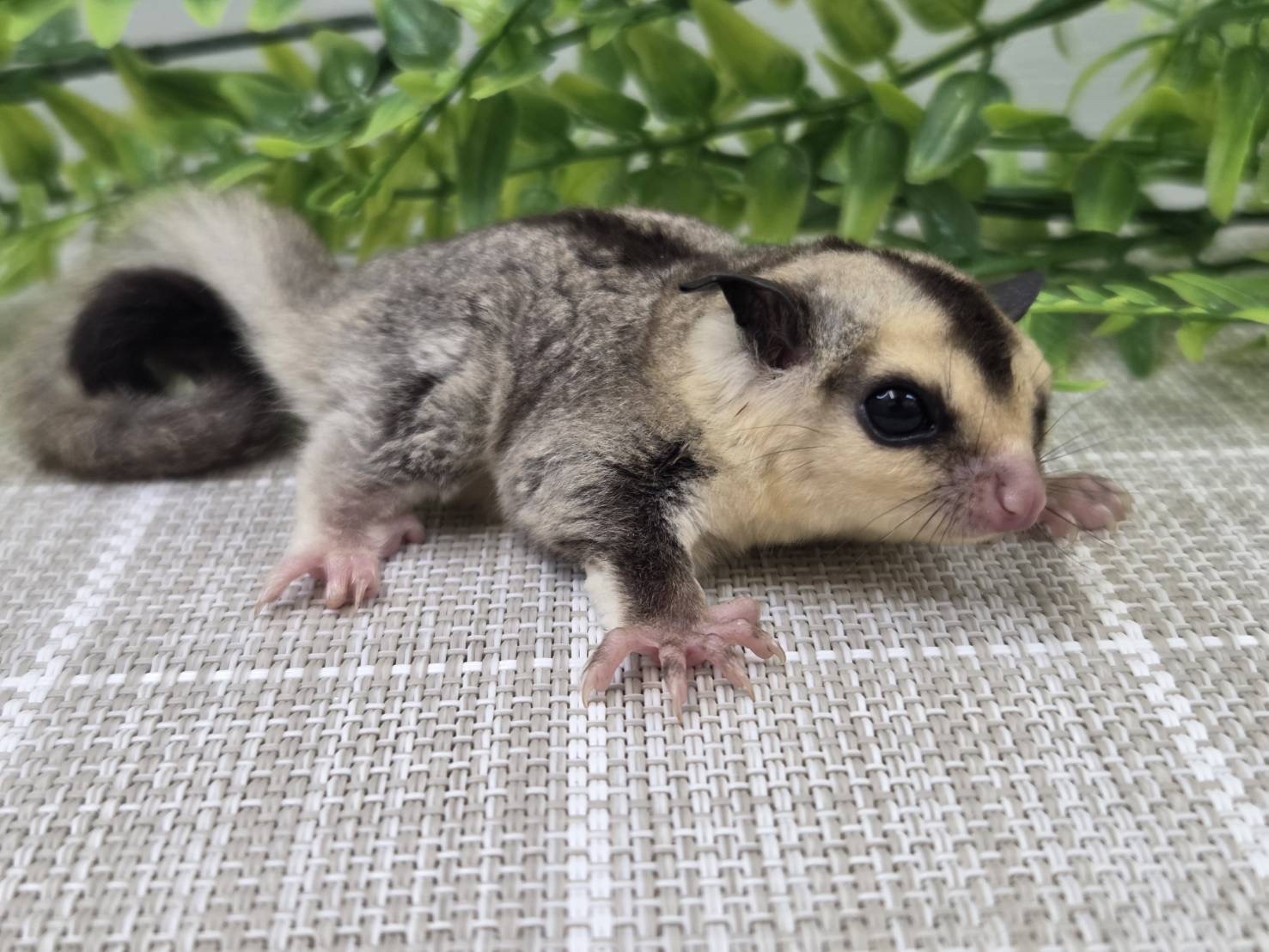 ホワイトフェイス