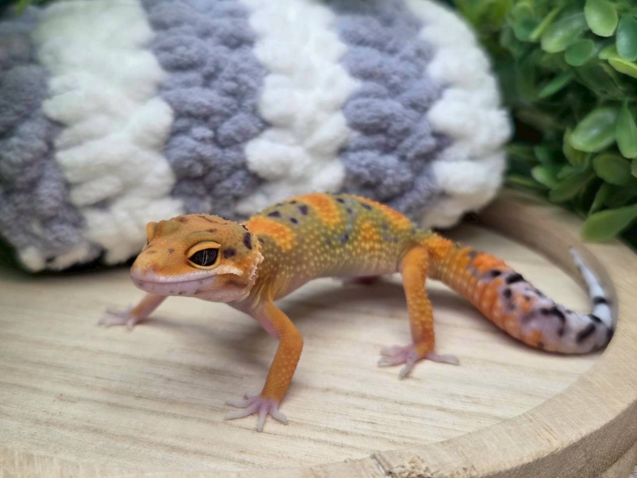 タンジェリン