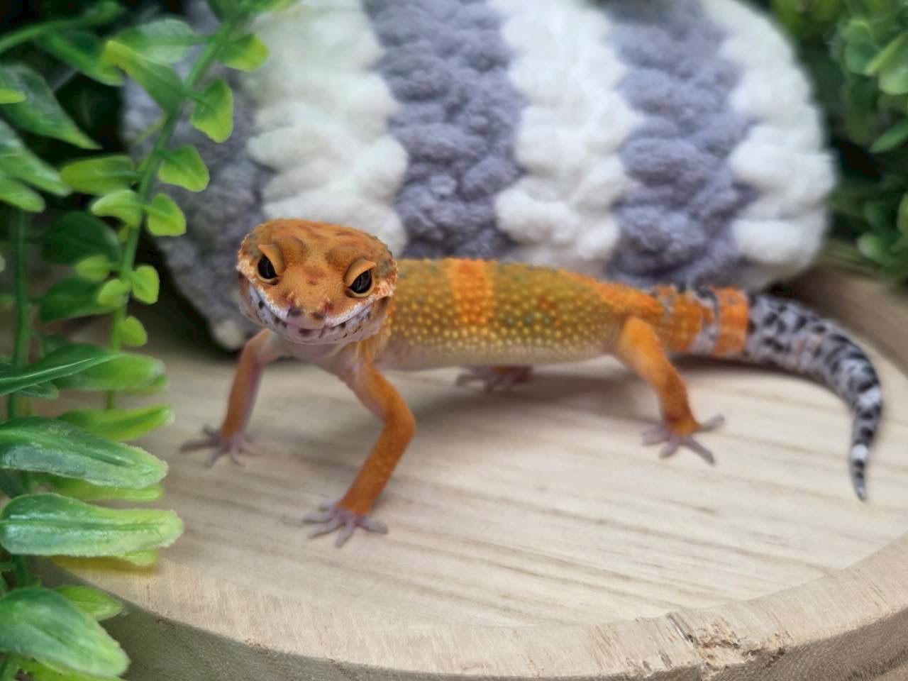 タンジェリン
