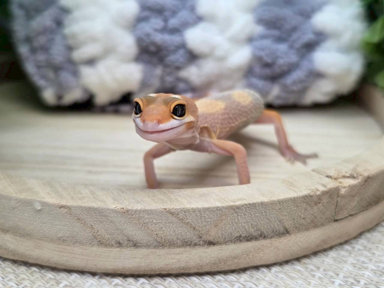 タンジェリン
