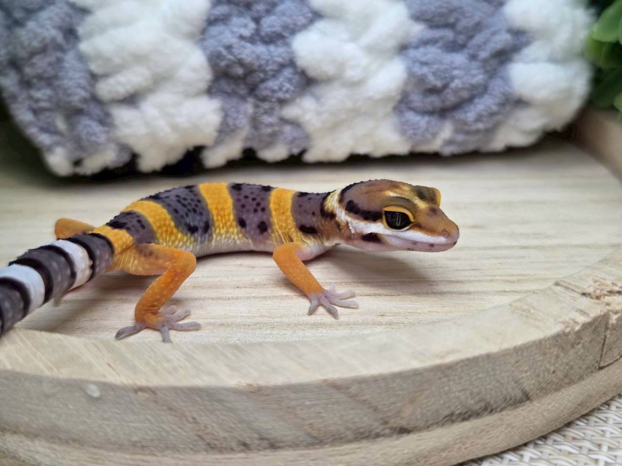 タンジェリン
