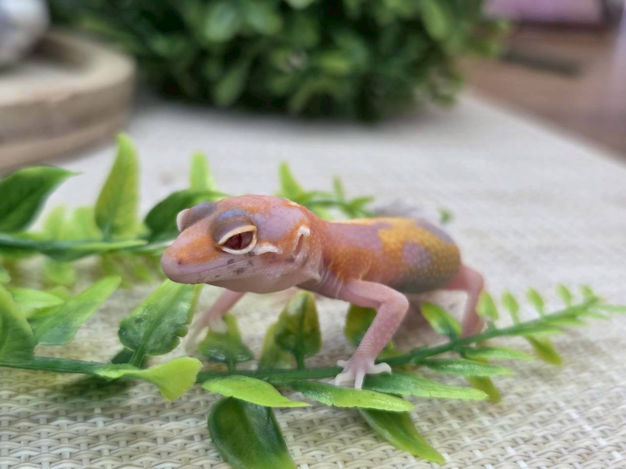 タンジェリン