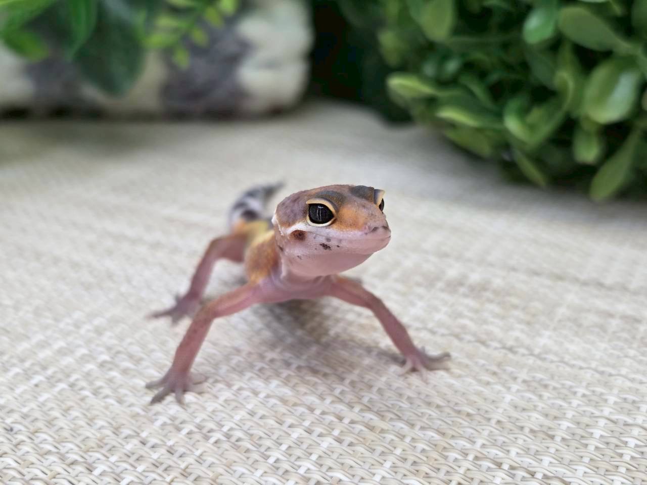 タンジェリン