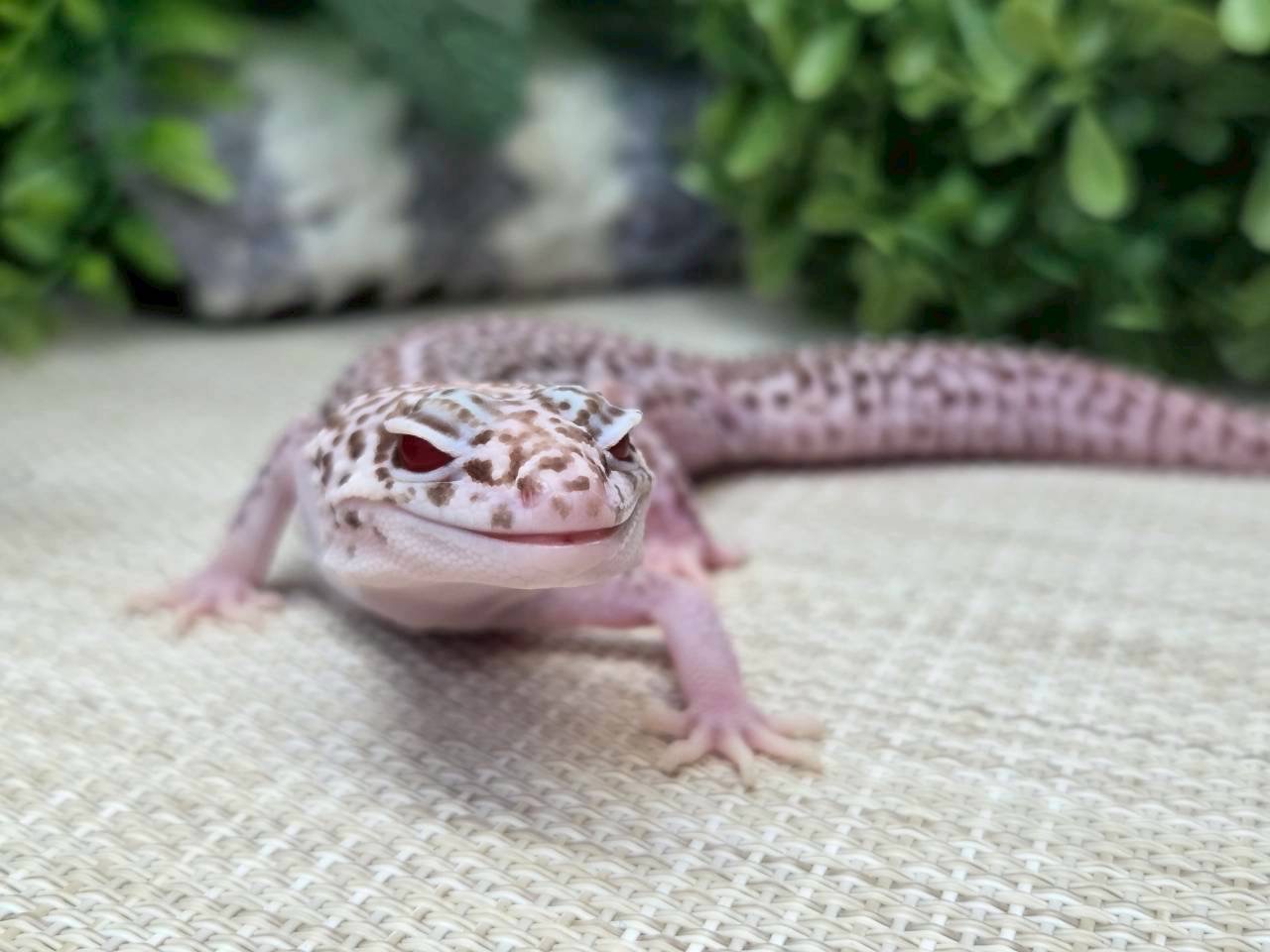 スーパースノーベル