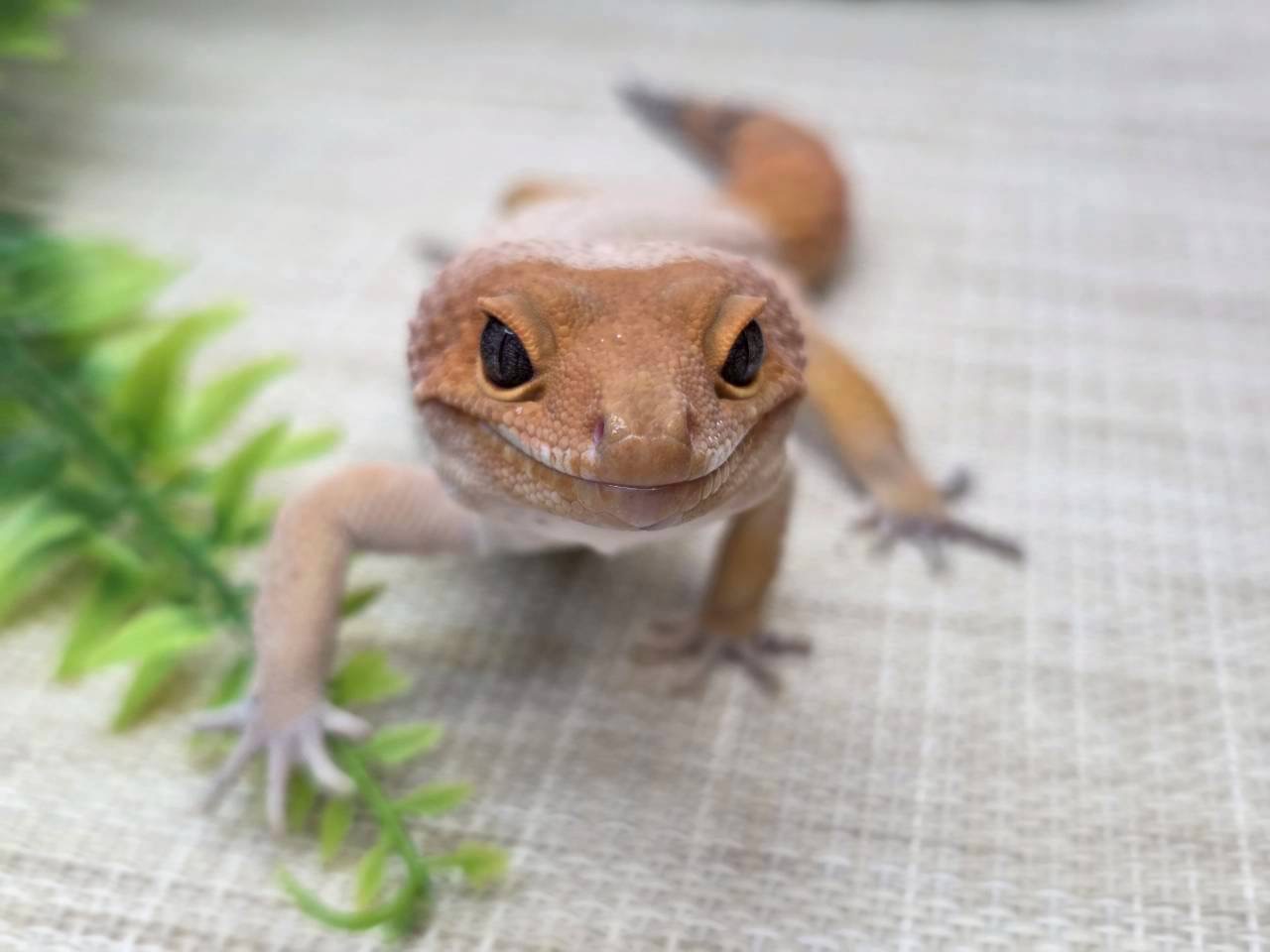 マンダリン