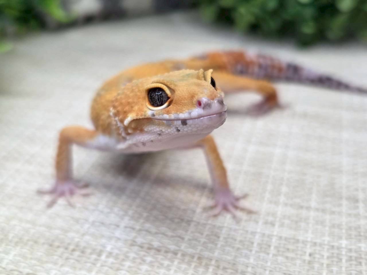タンジェリン