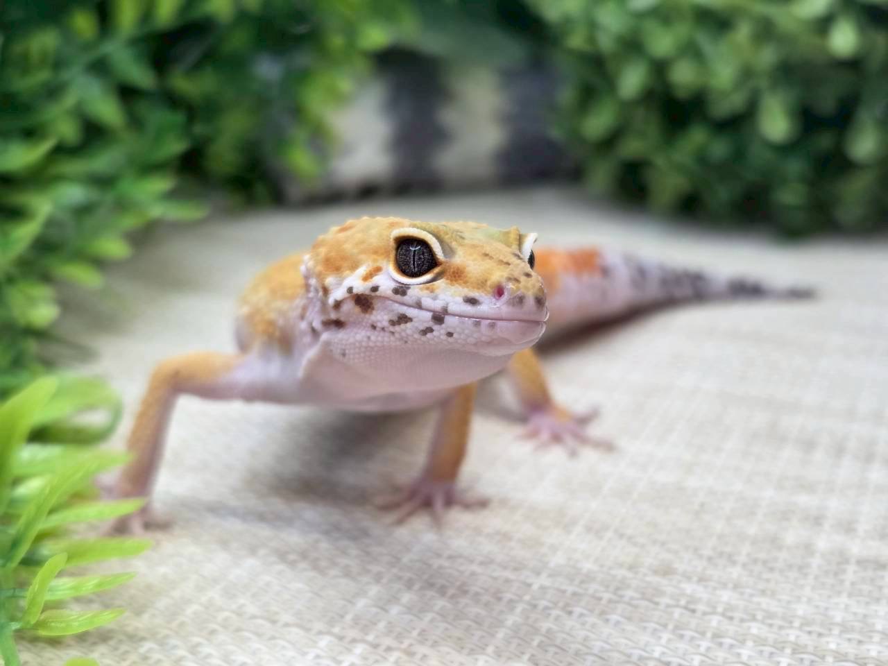 タンジェリン
