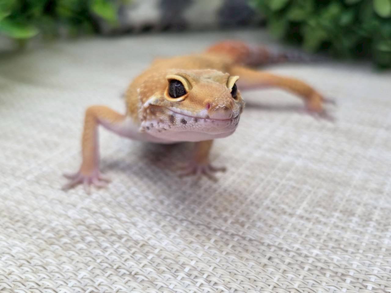 タンジェリン