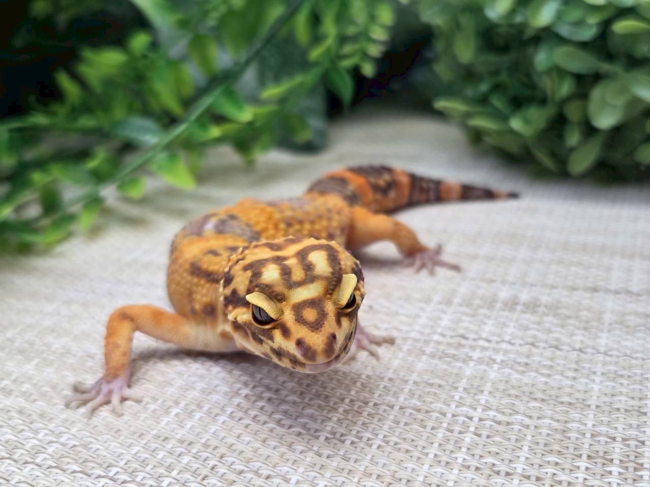 タンジェリントレンパー
