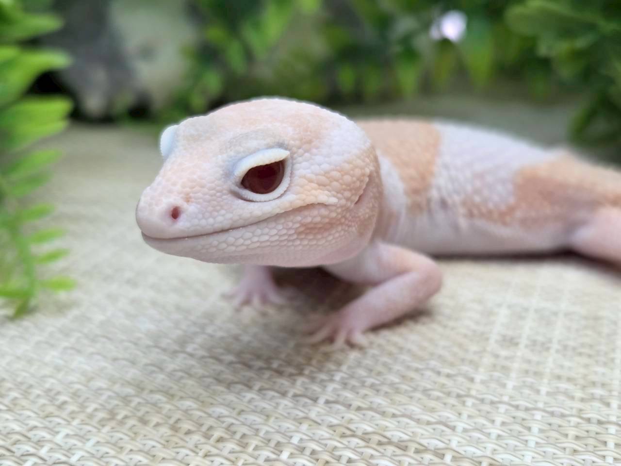 ラキビノhetズールー