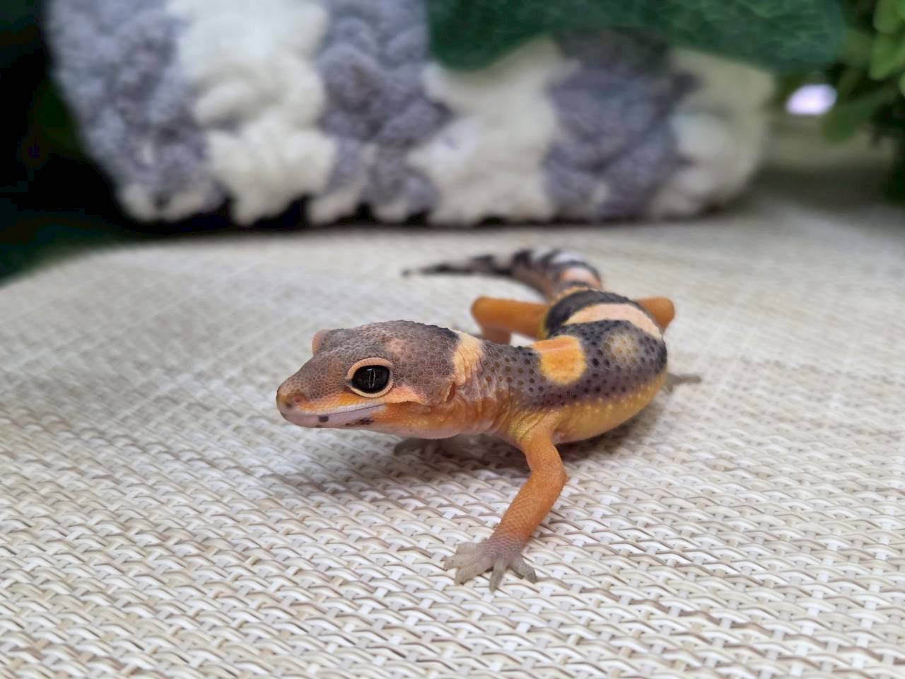 タンジェリン