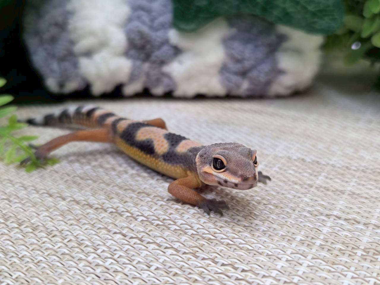 タンジェリン