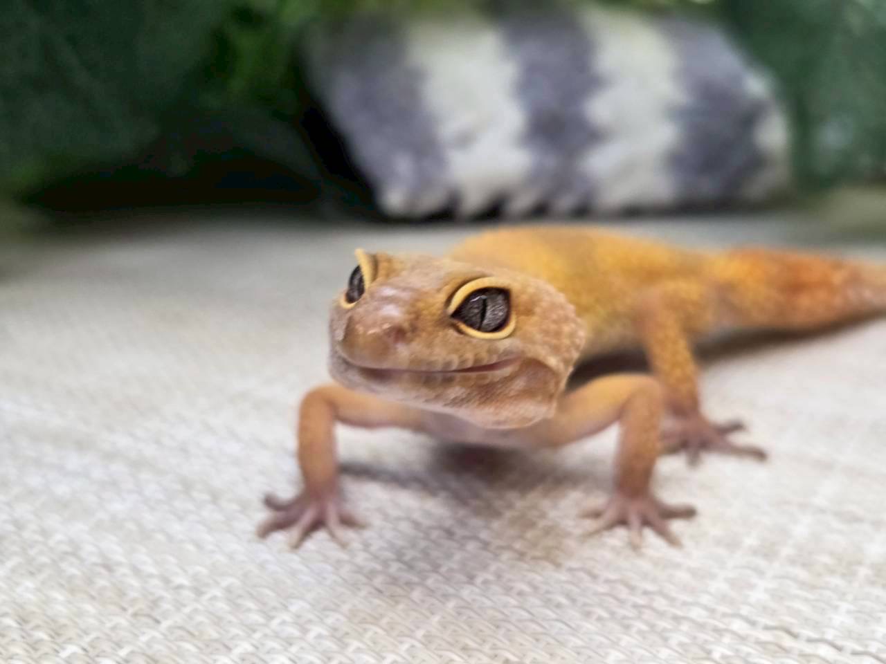 サングロー