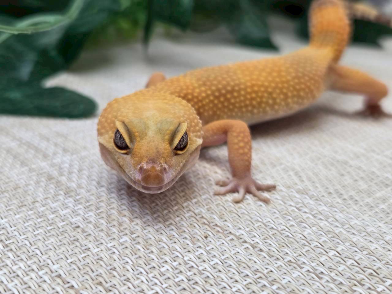 サングロー
